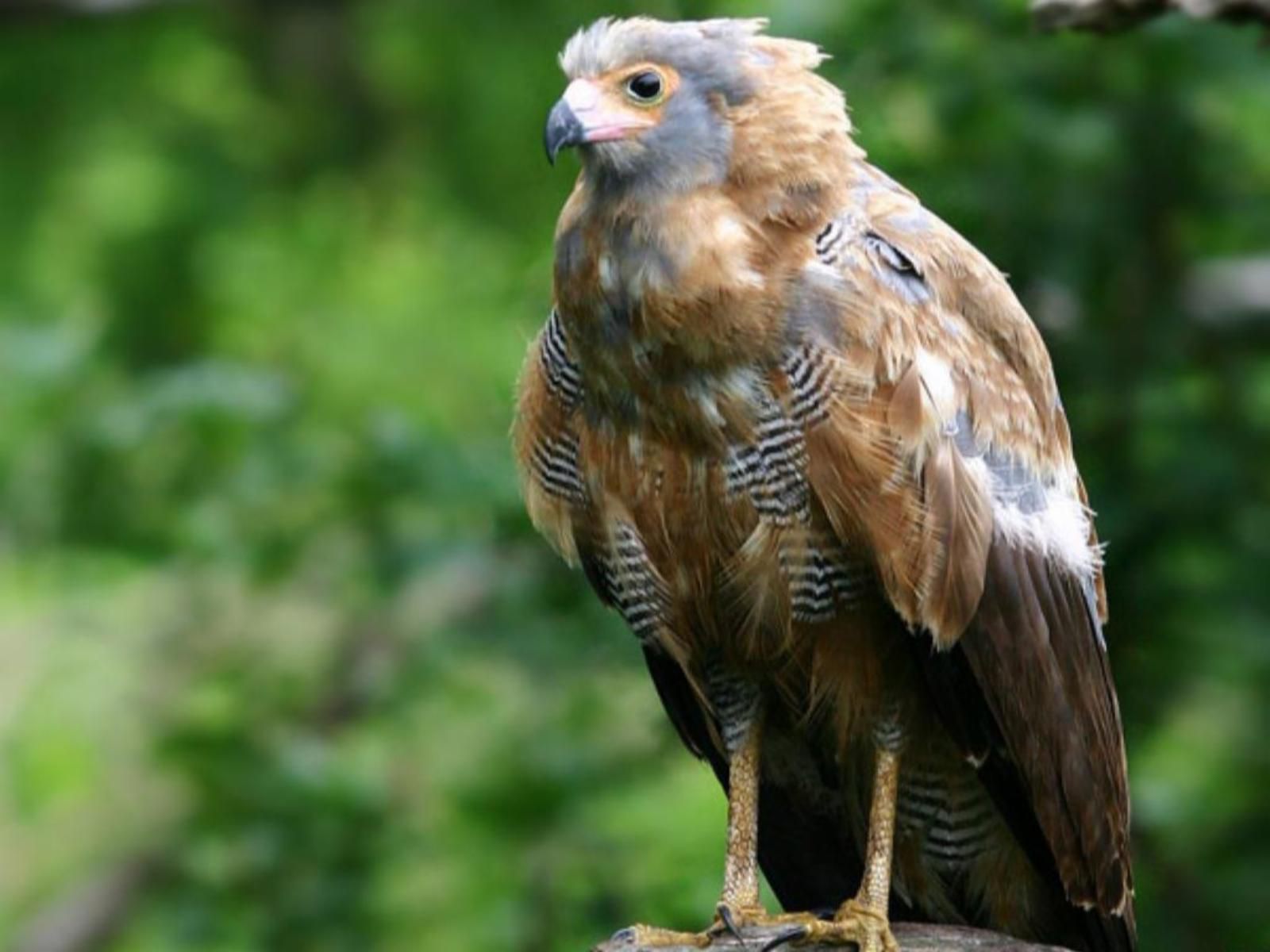 Mokuru Private Nature Reserve, Hawk, Bird, Animal, Predator