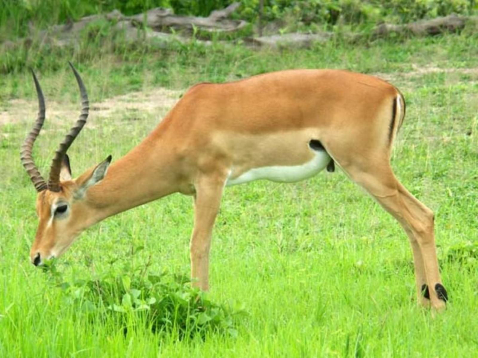 Mokuru Private Nature Reserve, Colorful, Deer, Mammal, Animal, Herbivore