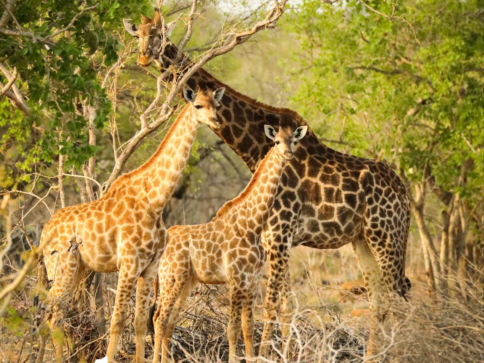 Molapo Safari Waterberg Limpopo Province South Africa Sepia Tones, Giraffe, Mammal, Animal, Herbivore