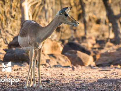 Molapo Safari Waterberg Limpopo Province South Africa Animal