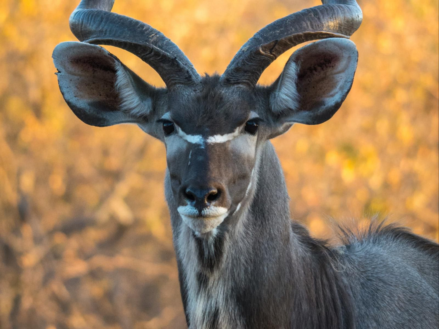 Molapo Safari Waterberg Limpopo Province South Africa Animal