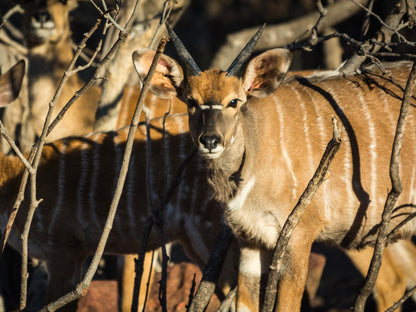 Molapo Safari Waterberg Limpopo Province South Africa Animal