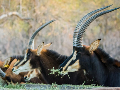 Molapo Safari Waterberg Limpopo Province South Africa Moose, Mammal, Animal, Herbivore