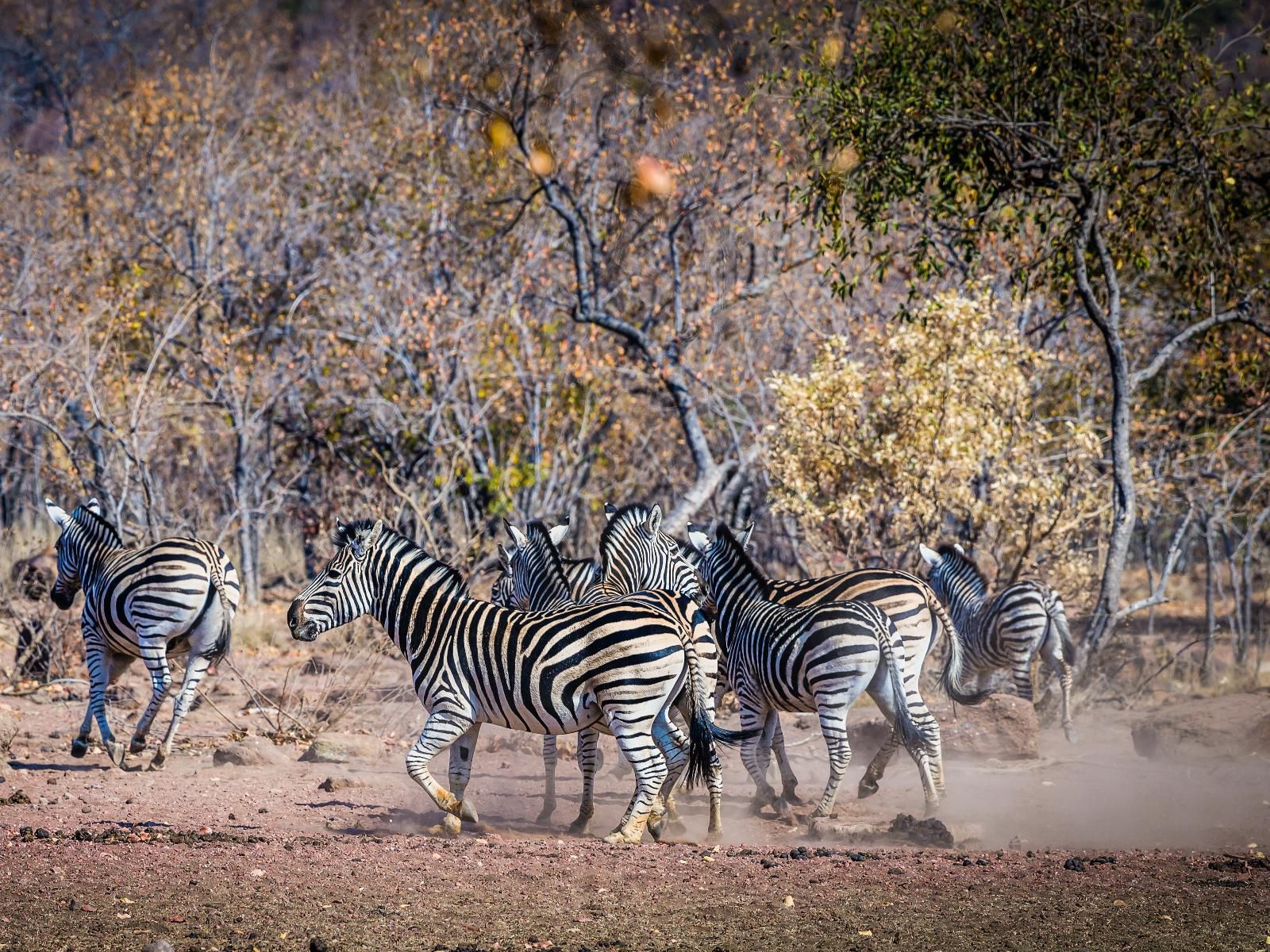 Molapo Safari Waterberg Limpopo Province South Africa Zebra, Mammal, Animal, Herbivore