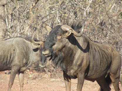 Molapo Safari Waterberg Limpopo Province South Africa Gnu, Mammal, Animal, Herbivore, Water Buffalo