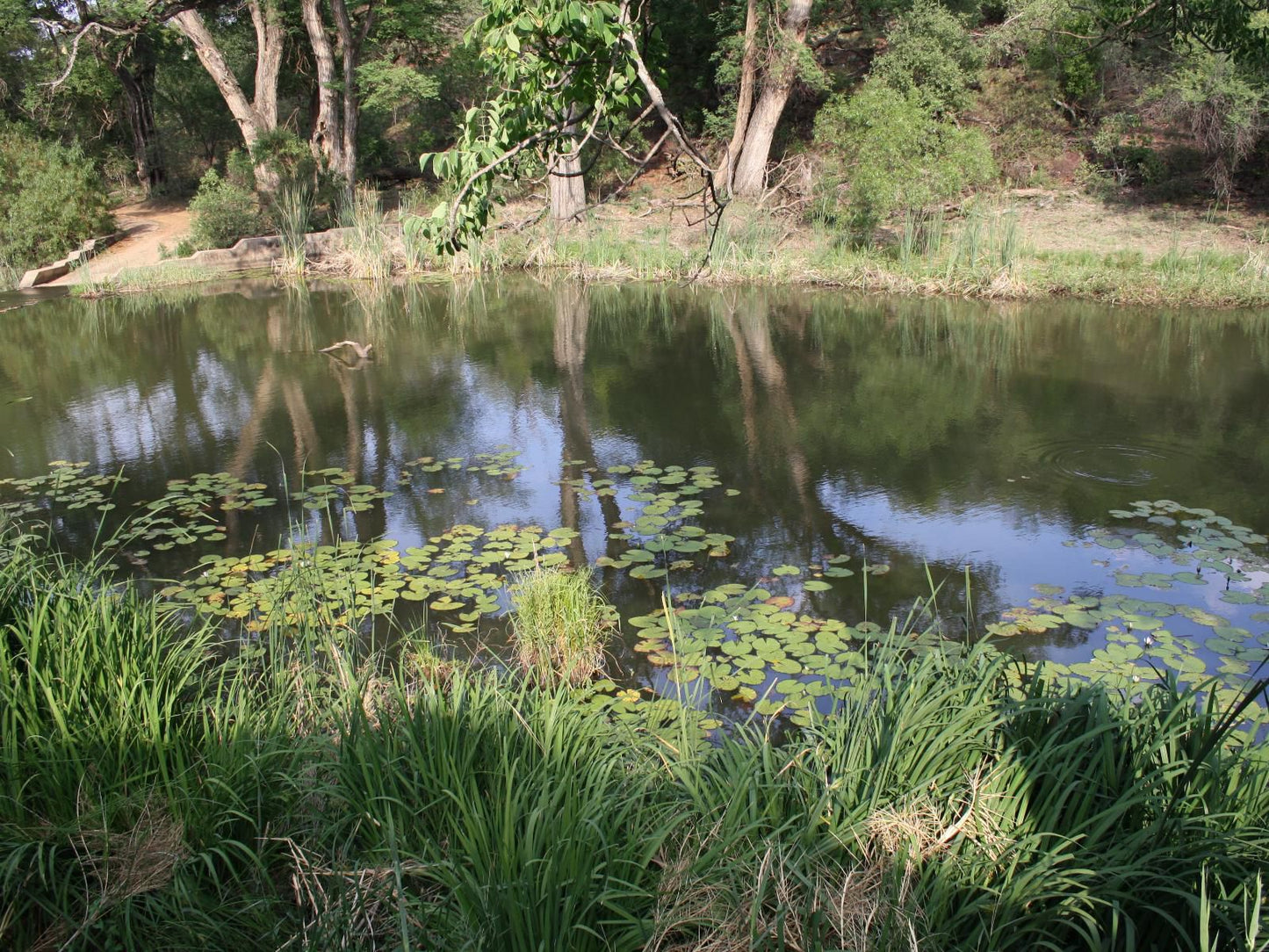 Mologa River Lodge, Plant, Nature, River, Waters, Garden