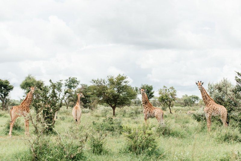 Monate Game Lodge Modimolle Nylstroom Limpopo Province South Africa Giraffe, Mammal, Animal, Herbivore