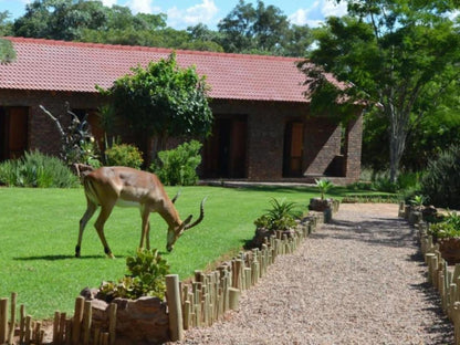 Mon Repos Guest Farm Bela Bela Warmbaths Limpopo Province South Africa Animal