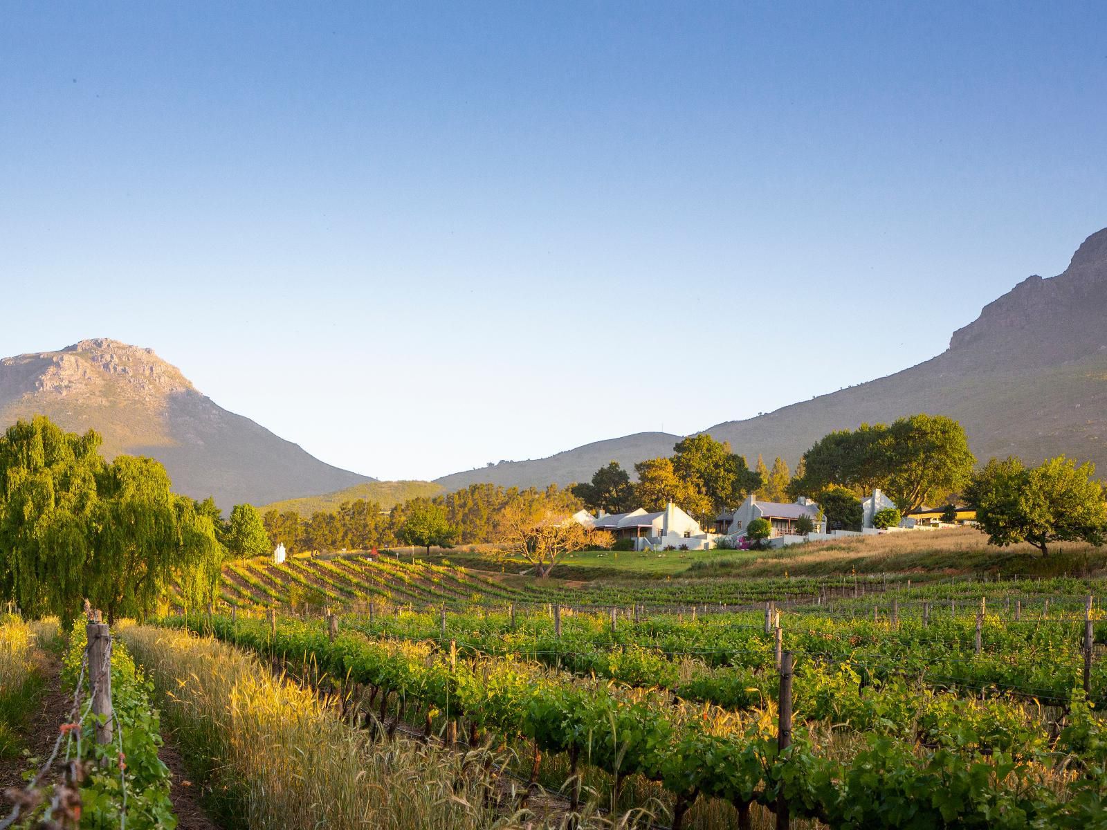 Mont Angelis Retreat Paradyskloof Stellenbosch Western Cape South Africa Complementary Colors, Field, Nature, Agriculture