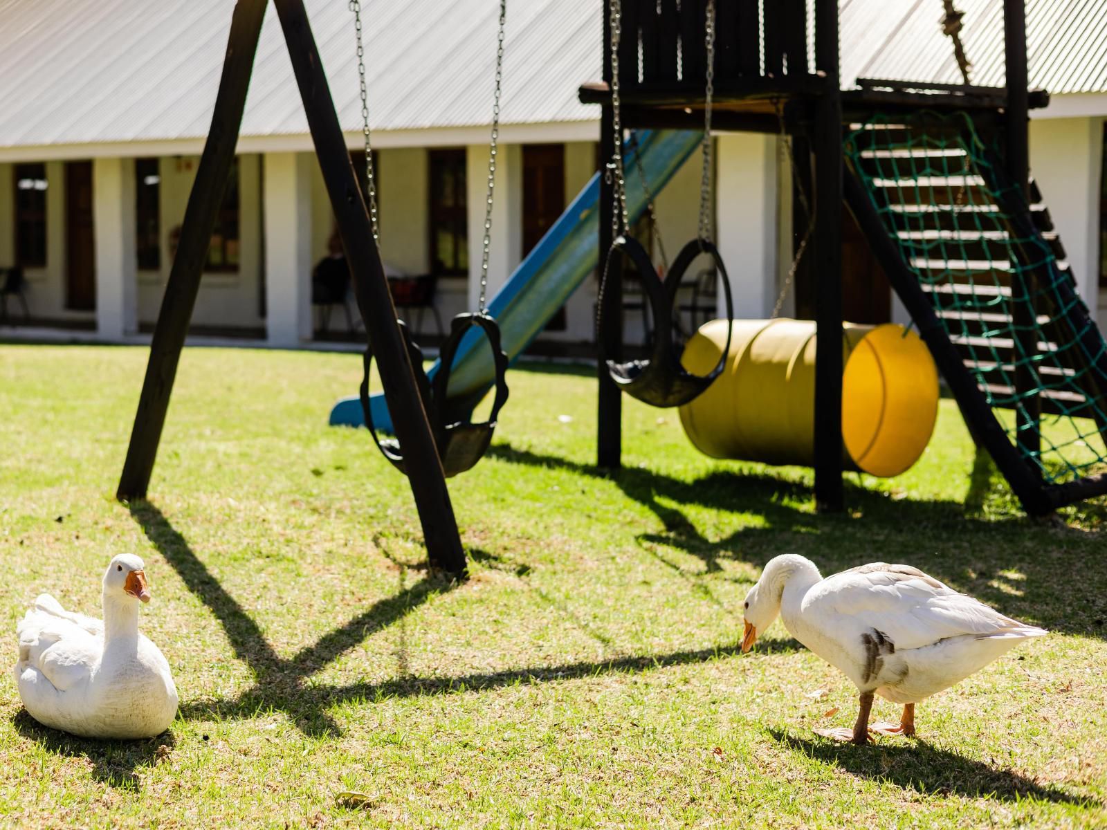 Mont D Or Monte Bello Estate Bayswater Bloemfontein Free State South Africa Bird, Animal