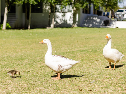 Mont D Or Monte Bello Estate Bayswater Bloemfontein Free State South Africa Goose, Bird, Animal