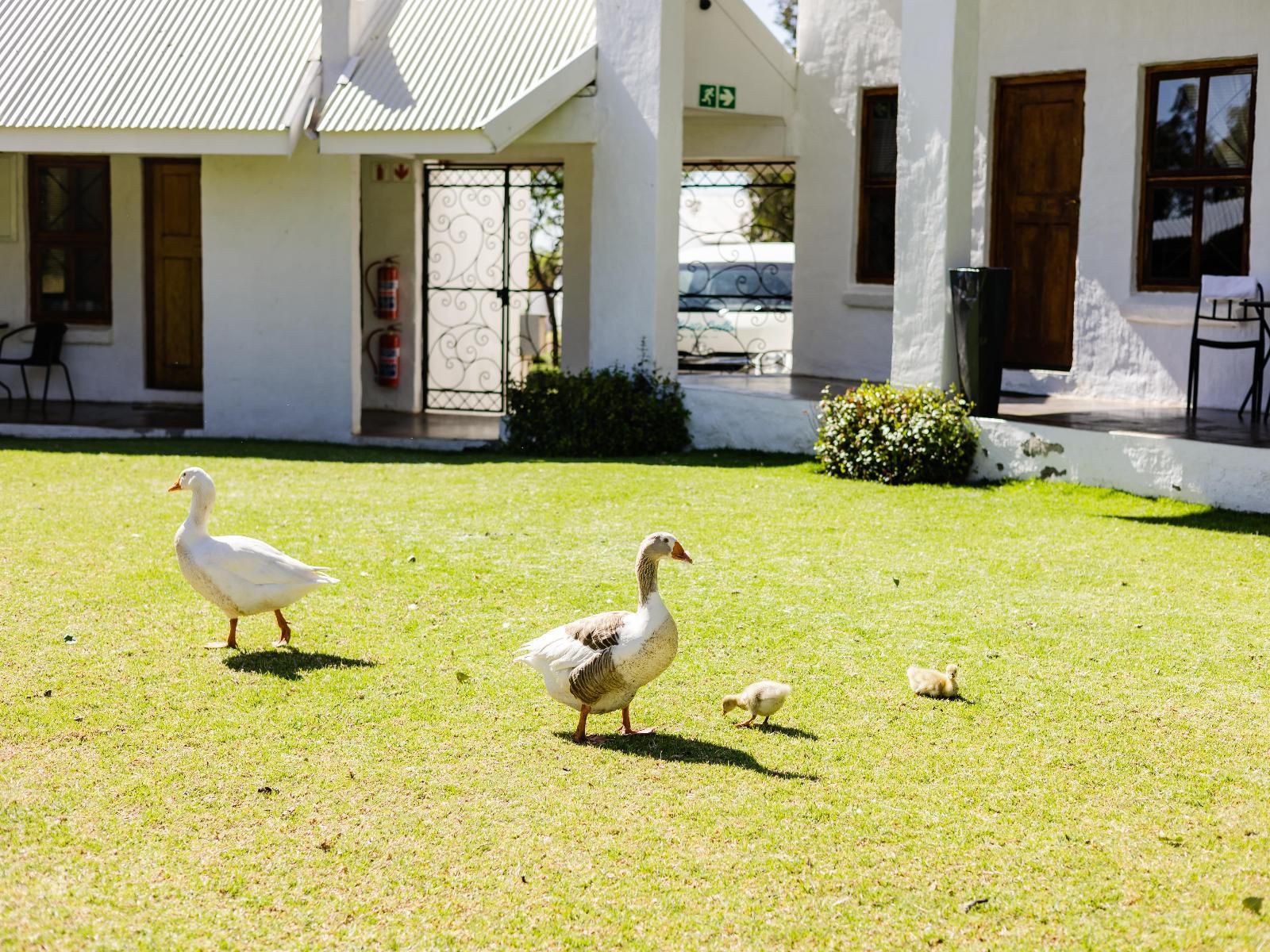 Mont D Or Monte Bello Estate Bayswater Bloemfontein Free State South Africa Bird, Animal