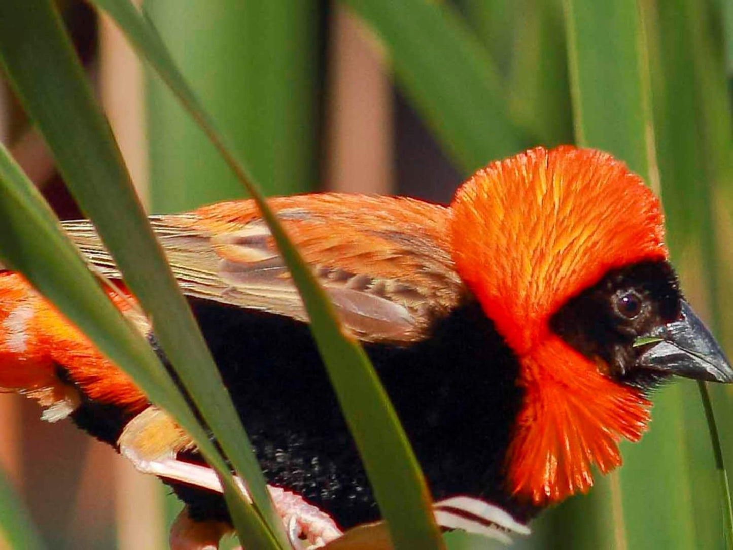 Montagu Vines Guesthouse, Bird, Animal