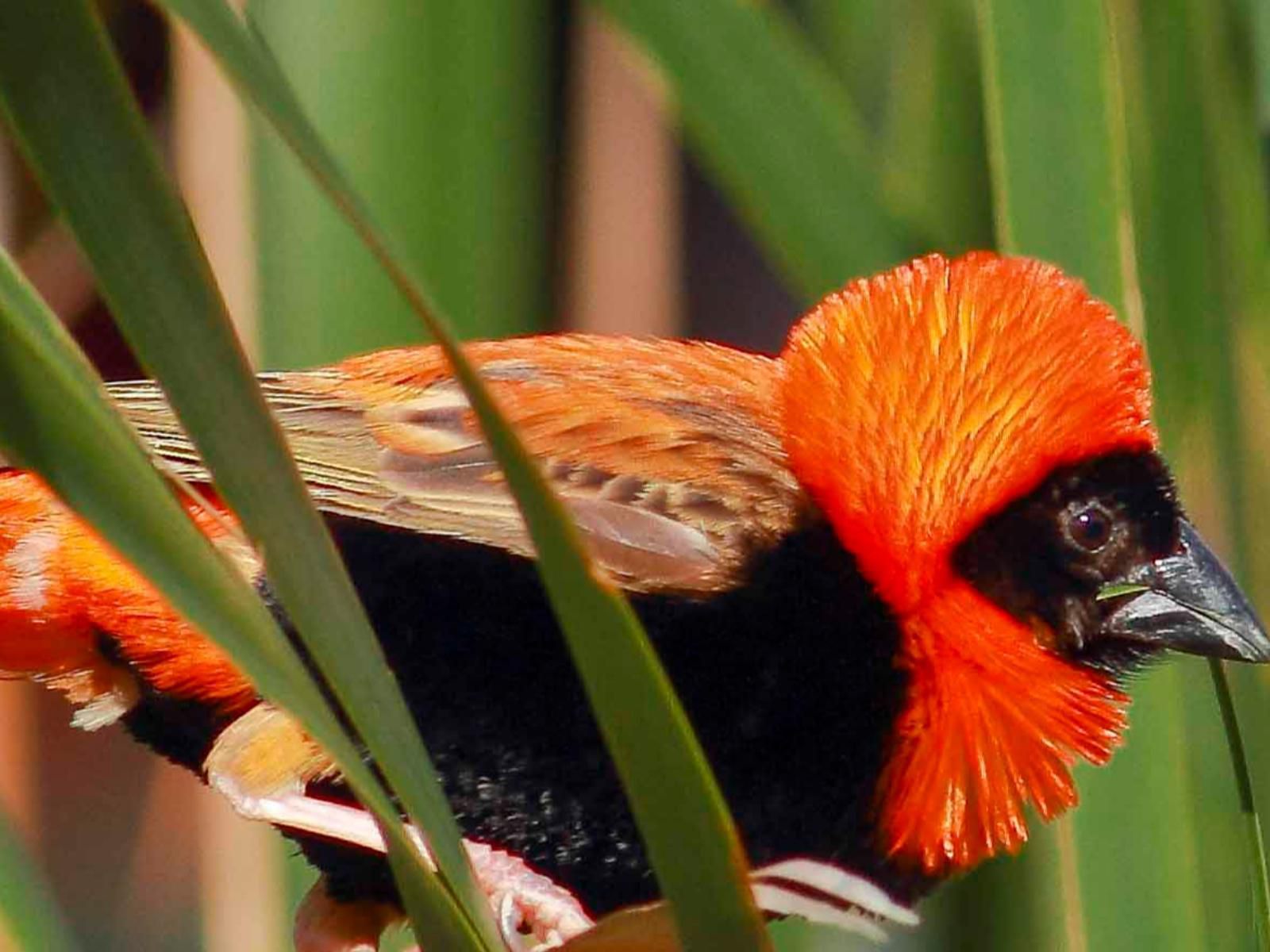 Montagu Vines Guesthouse, Bird, Animal