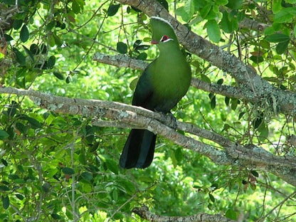 Mont Fleur Wilderness Wilderness Western Cape South Africa Bird, Animal, Tree, Plant, Nature, Wood