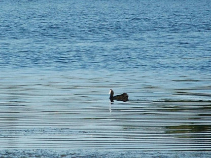 Mont Fleur Wilderness Wilderness Western Cape South Africa Lake, Nature, Waters, Animal