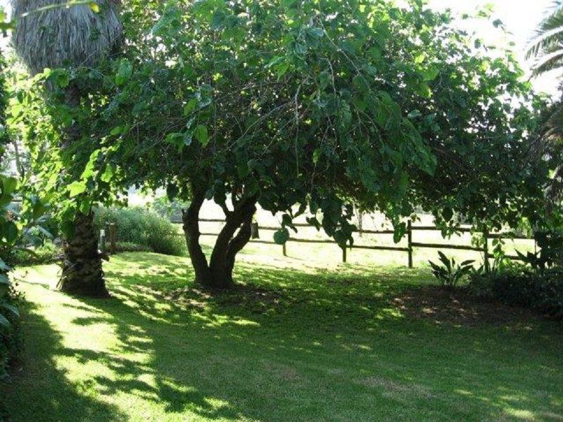 Montrose Cottage Hartenbos Western Cape South Africa Plant, Nature, Tree, Wood