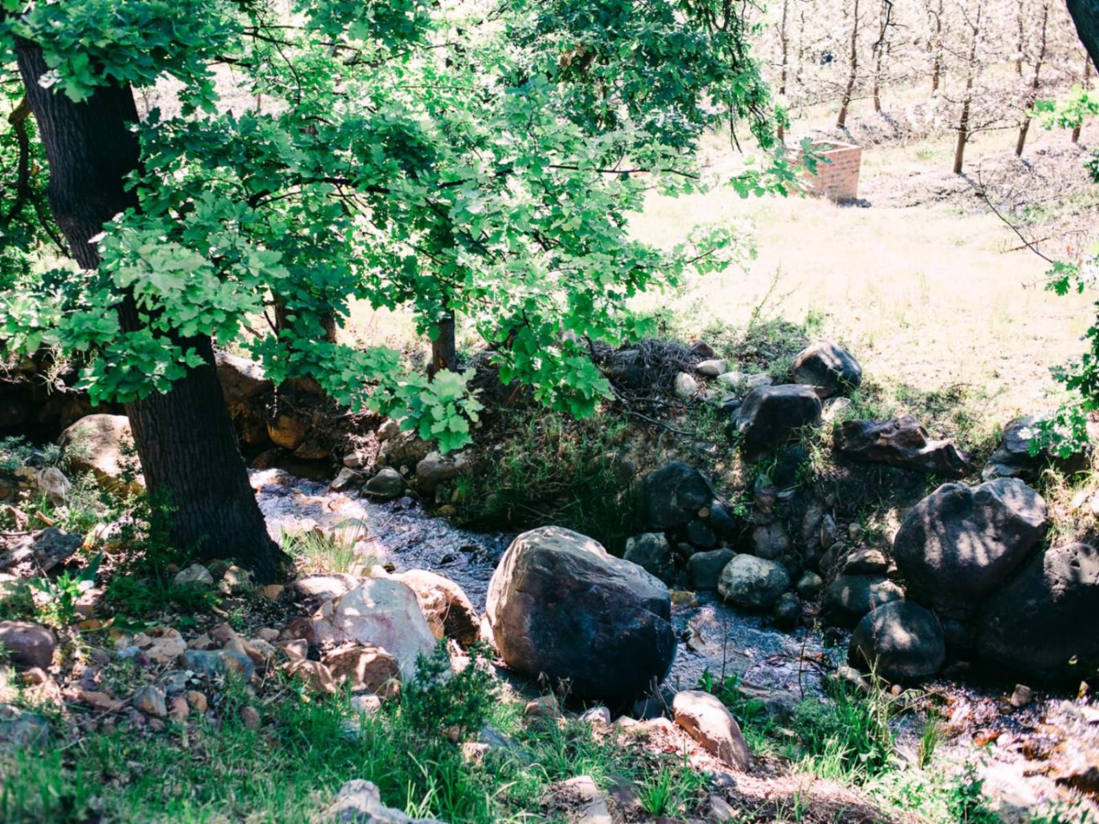 Mont Rouge Self Catering Tulbagh Western Cape South Africa River, Nature, Waters, Tree, Plant, Wood