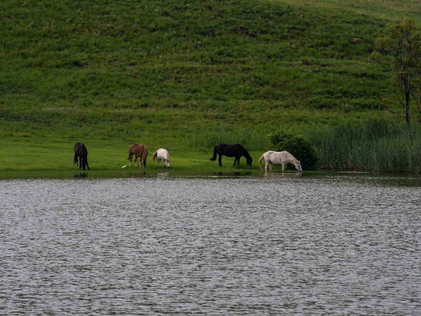 Montusi Mountain Lodge Bergville Kwazulu Natal South Africa Horse, Mammal, Animal, Herbivore