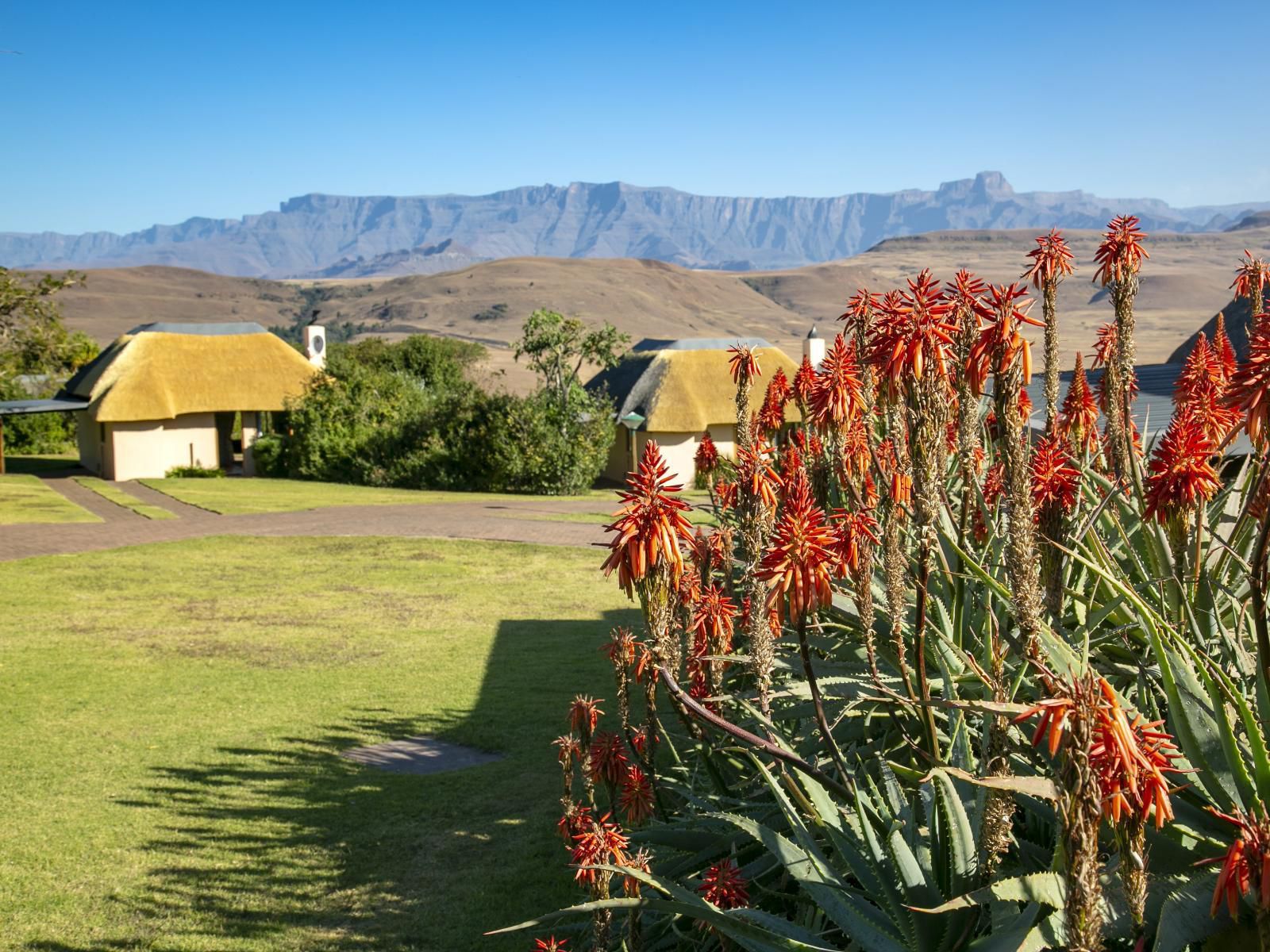 Montusi Mountain Lodge Bergville Kwazulu Natal South Africa Complementary Colors, Plant, Nature