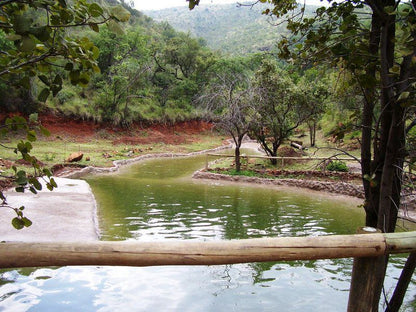 Monyane Lodge Bela Bela Warmbaths Limpopo Province South Africa Reptile, Animal, River, Nature, Waters, Tree, Plant, Wood
