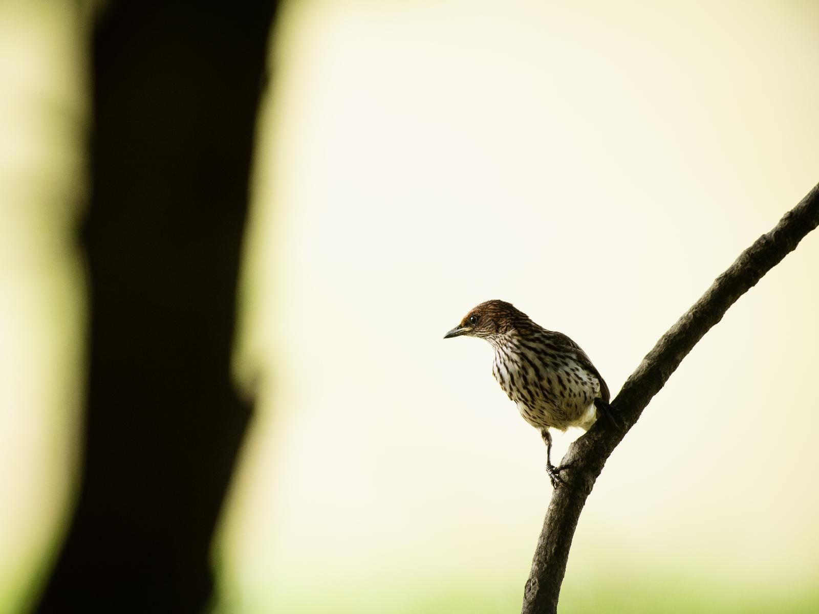 Monzi Safari Lodge Monzi Sh Kwazulu Natal South Africa Sepia Tones, Bird, Animal