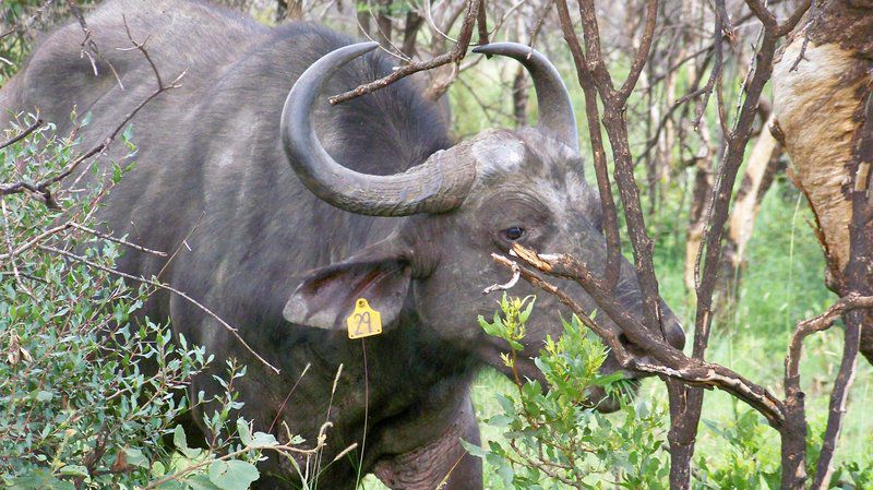 Mooiplasie Dinokeng Game Reserve Gauteng South Africa Water Buffalo, Mammal, Animal, Herbivore
