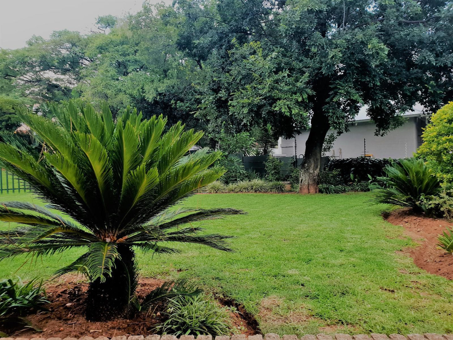 Moonflower Cottages Victory Park Johannesburg Gauteng South Africa Palm Tree, Plant, Nature, Wood, Tree, Garden