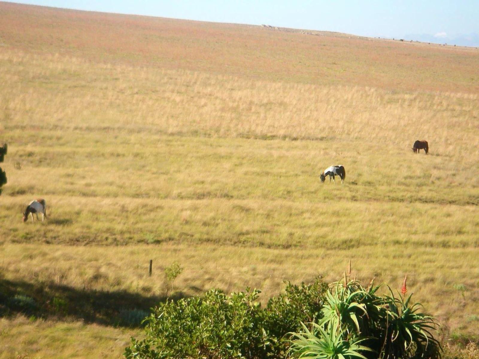 Moonlight Meadows Dullstroom Mpumalanga South Africa Colorful, Field, Nature, Agriculture, Lowland