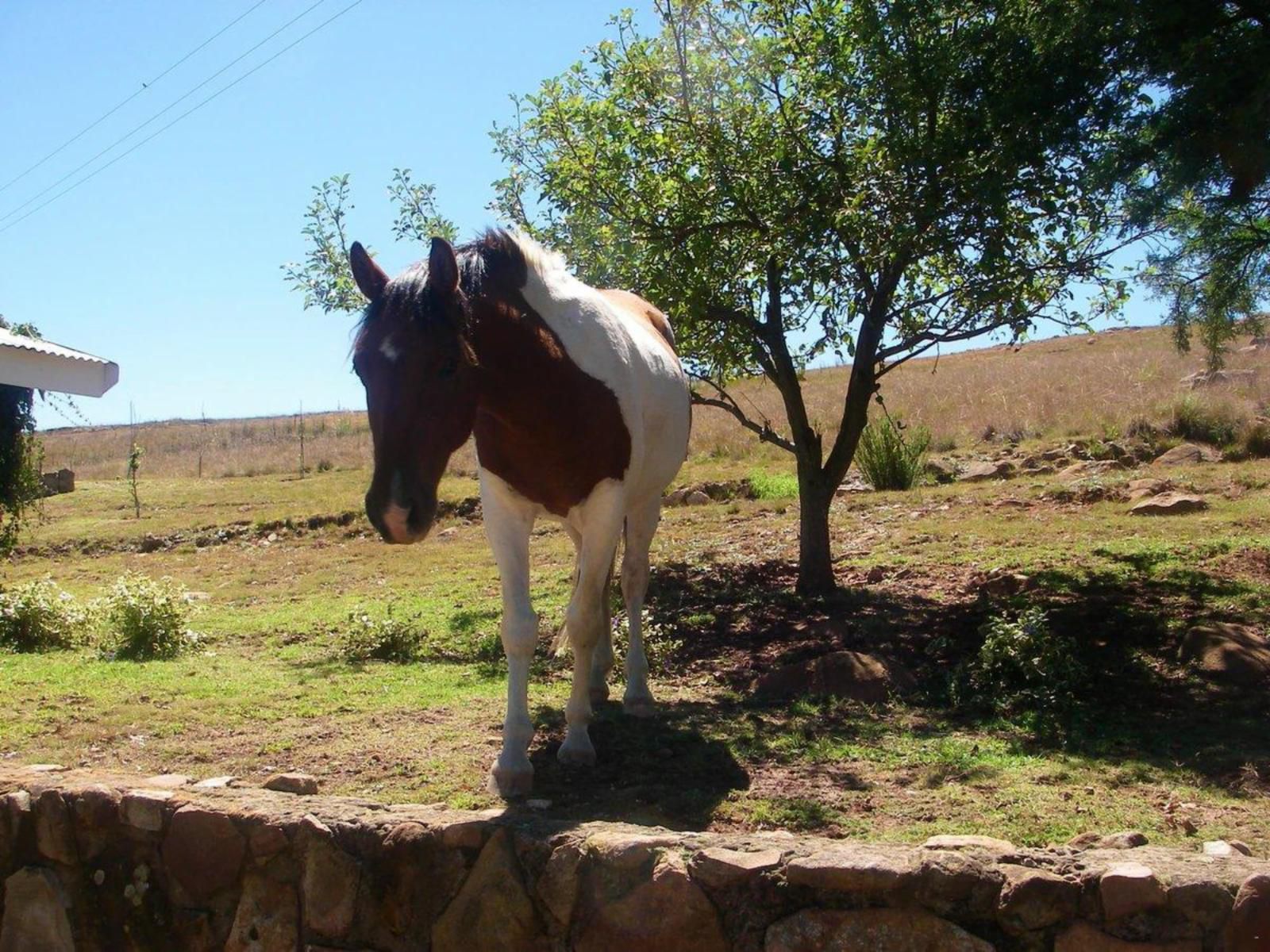 Moonlight Meadows Dullstroom Mpumalanga South Africa Complementary Colors, Horse, Mammal, Animal, Herbivore