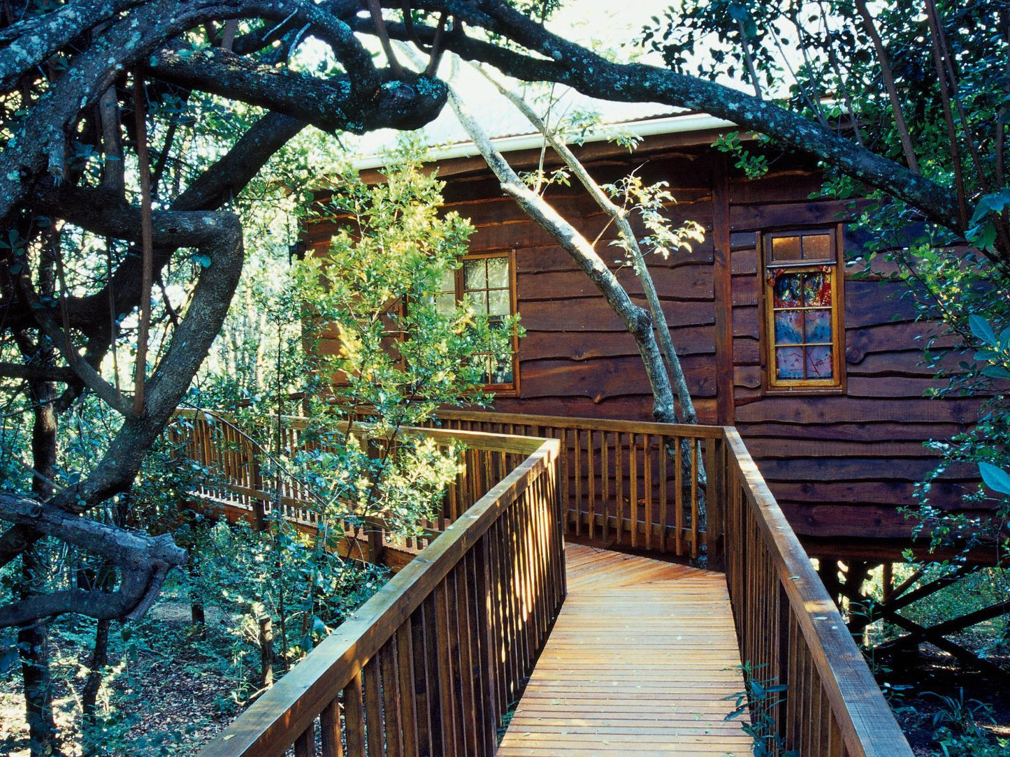 Tree Frog Forest Cabin @ Moon Shine On Whiskey Creek
