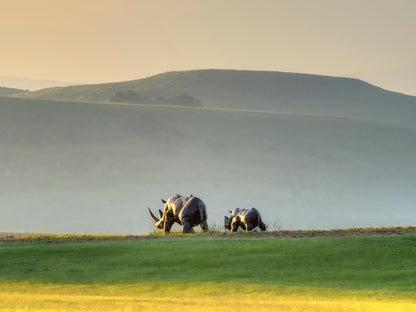 Moorcroft Manor Boutique Country Hotel Himeville Kwazulu Natal South Africa Animal