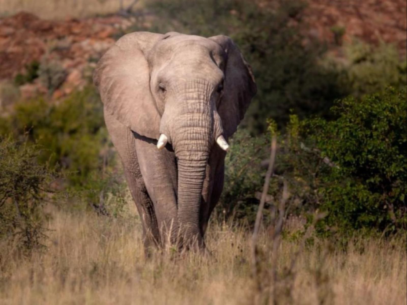 Mopane Bush Lodge Mapungubwe Region Limpopo Province South Africa Elephant, Mammal, Animal, Herbivore