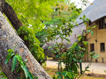 Mopani Lodge Victoria Falls, Plant, Nature, Tree, Wood, Garden