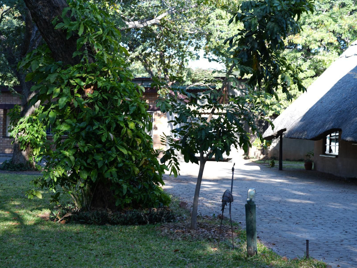 Mopani Lodge Victoria Falls, Plant, Nature, Tree, Wood