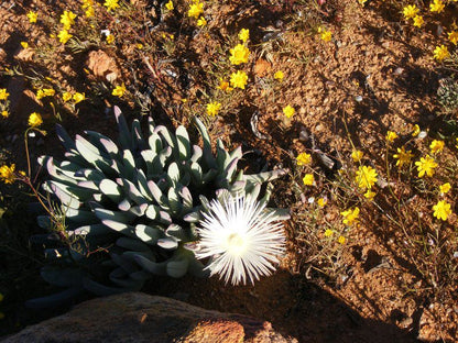 Morewag Guest Farm Springbok Northern Cape South Africa Cactus, Plant, Nature