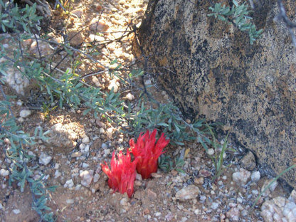 Morewag Guest Farm Springbok Northern Cape South Africa Cactus, Plant, Nature