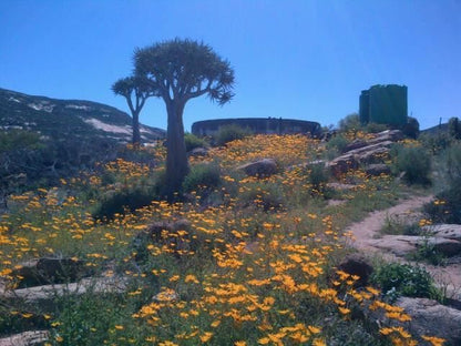 Morewag Guest Farm Springbok Northern Cape South Africa Cactus, Plant, Nature, Ruin, Architecture