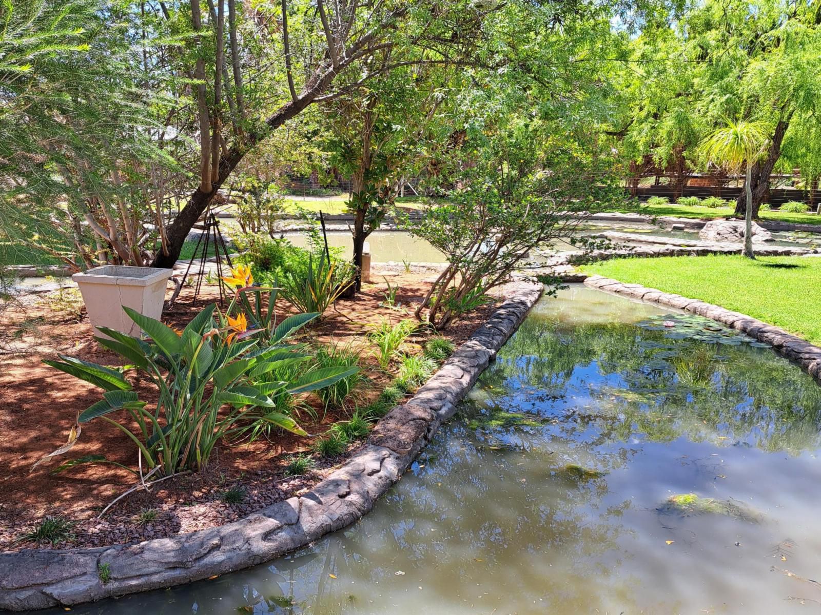 Morgenbos Guesthouse, Palm Tree, Plant, Nature, Wood, Reptile, Animal, River, Waters, Garden, Swimming Pool