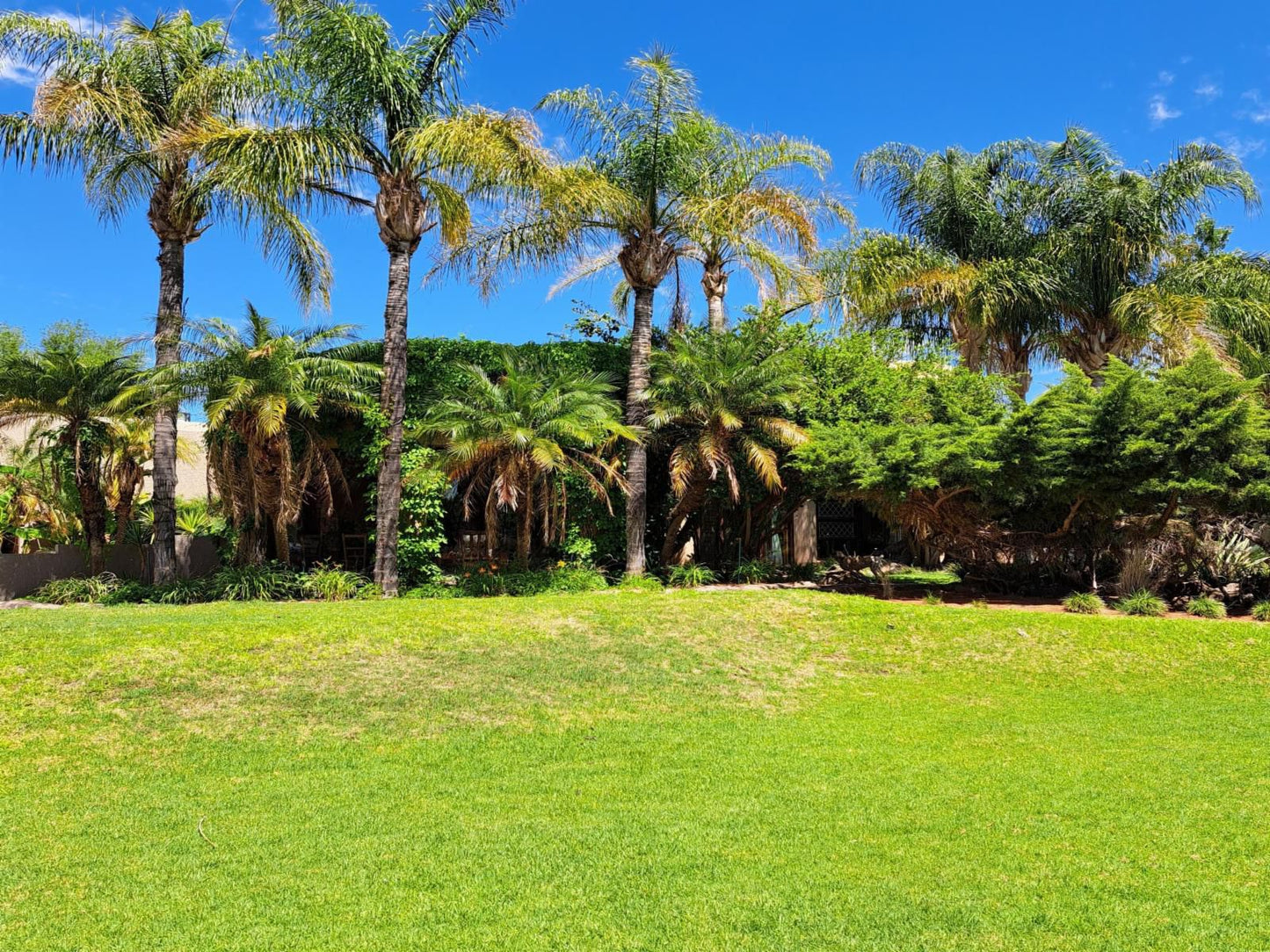 Morgenbos Guesthouse, Palm Tree, Plant, Nature, Wood