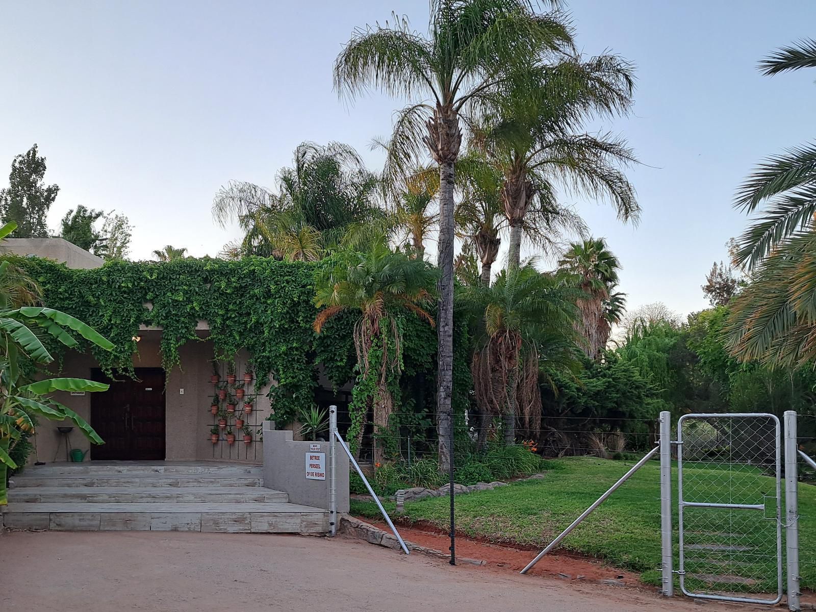 Morgenbos Guesthouse, Palm Tree, Plant, Nature, Wood