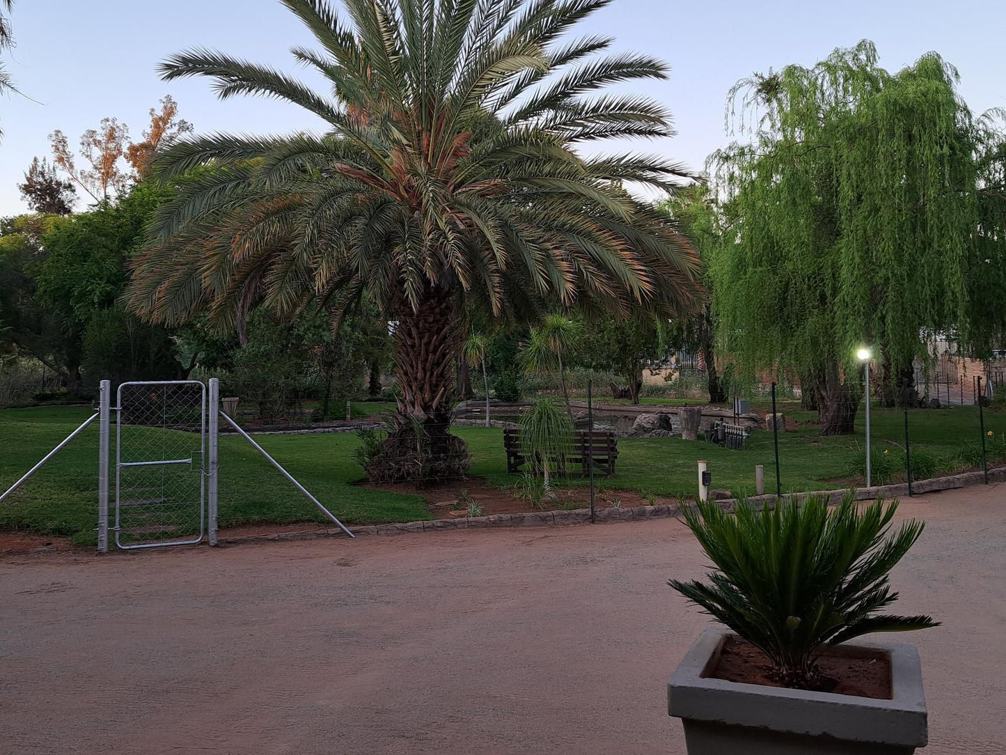 Morgenbos Guesthouse, Palm Tree, Plant, Nature, Wood