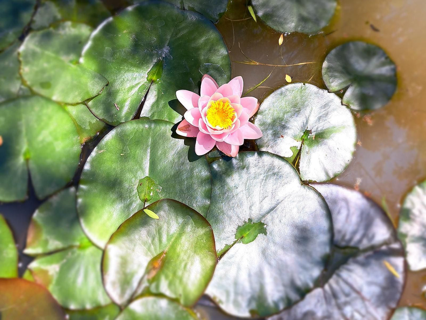 Morgenbos Guesthouse, Plant, Nature