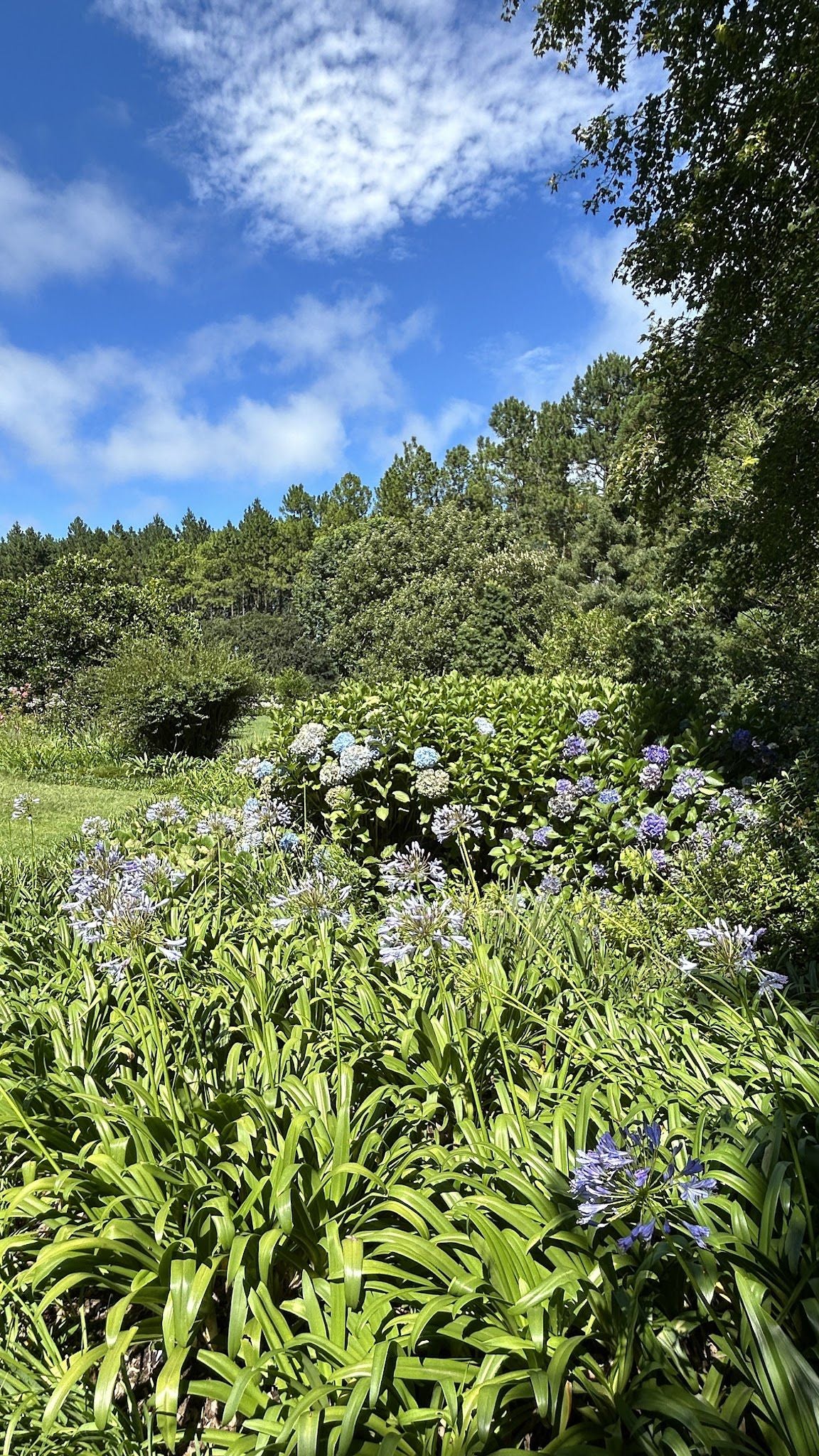 Morgentau Bandb Hermannsburg Greytown Kwazulu Natal South Africa Complementary Colors, Plant, Nature, Garden