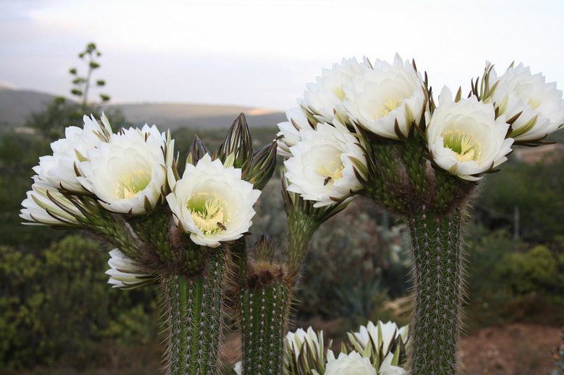 Moroc Karoo Guesthouse Oudtshoorn Western Cape South Africa Bouquet Of Flowers, Flower, Plant, Nature, Cactus