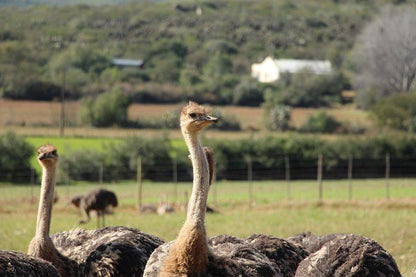 Moroc Karoo Guesthouse Oudtshoorn Western Cape South Africa Ostrich, Bird, Animal