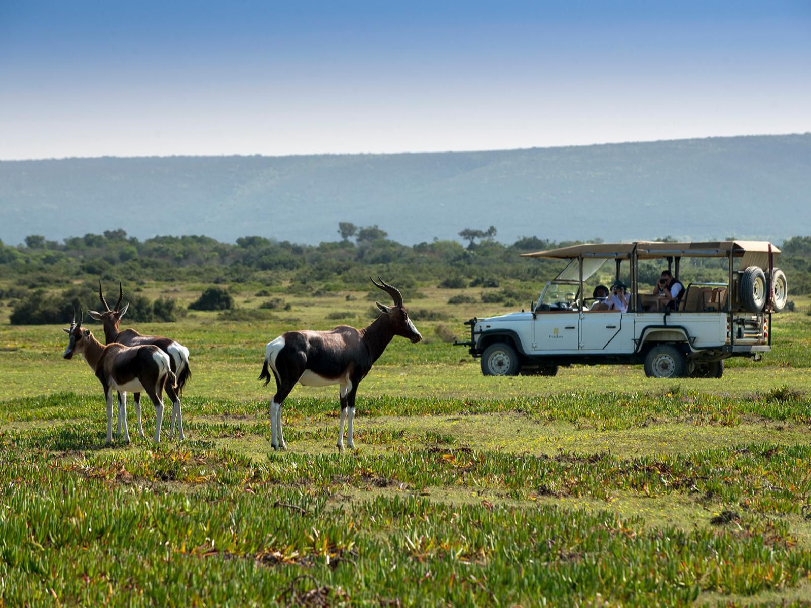 Morukuru Family De Hoop, Gnu, Mammal, Animal, Herbivore, Lowland, Nature