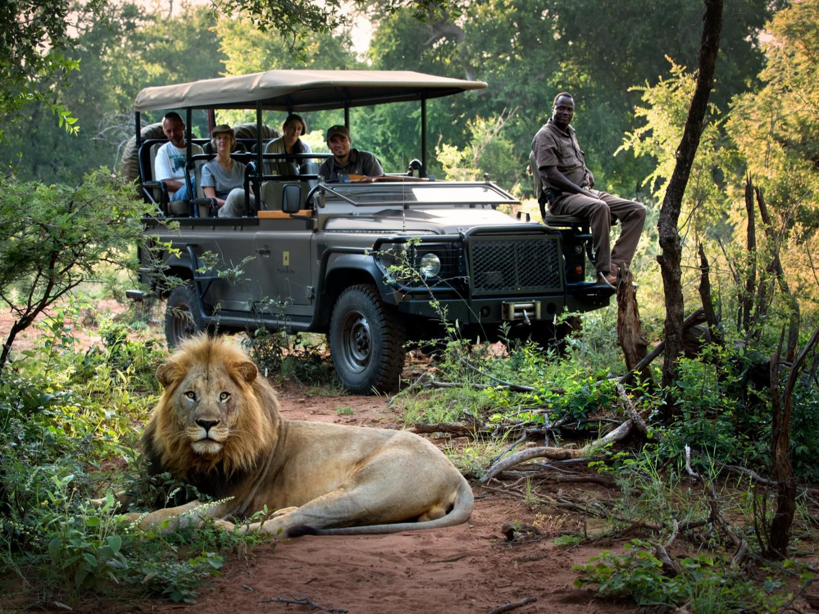 Morukuru Family Madikwe, Forest, Nature, Plant, Tree, Wood, Lion, Mammal, Animal, Big Cat, Predator, Vehicle, Person