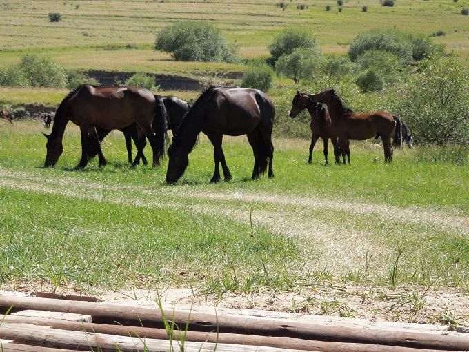 Mosamane Guest Farm Senekal Free State South Africa Horse, Mammal, Animal, Herbivore