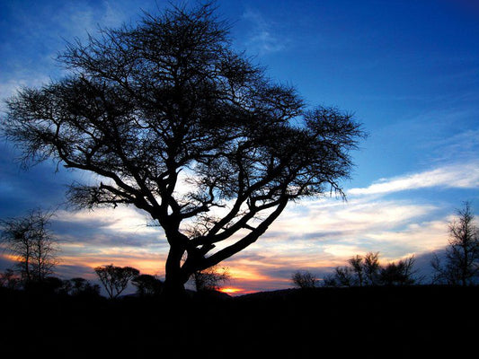 Mosetlha Bush Camp And Eco Lodge Madikwe Game Reserve North West Province South Africa Sky, Nature, Tree, Plant, Wood